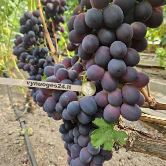 Tangra seedless