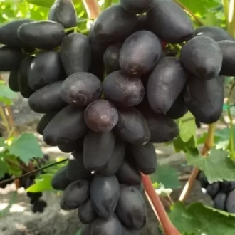 Ciornij royal
