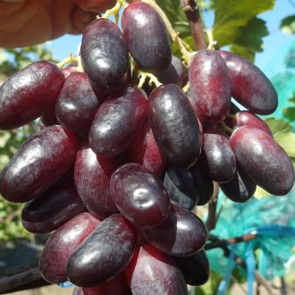Krasava
