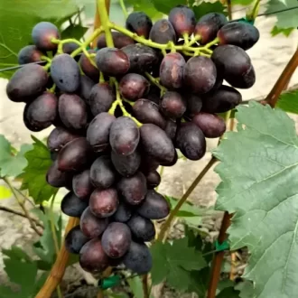 Krasnaja strela
