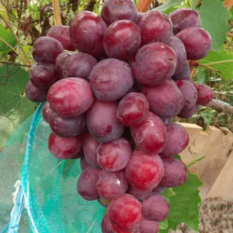 Jamaika