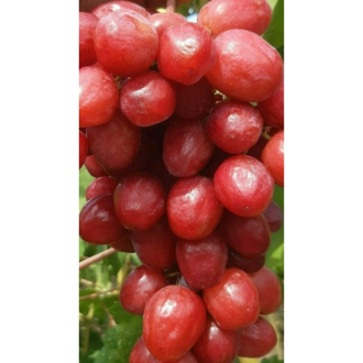 Krasnaja shapocka