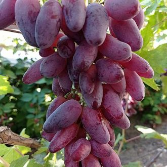 Fresh muscat